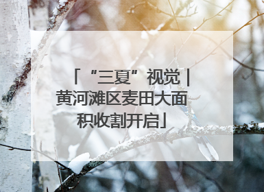 “三夏”视觉｜黄河滩区麦田大面积收割开启