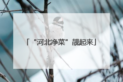 “河北净菜”靓起来