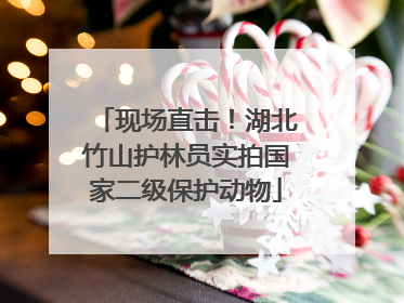 现场直击！湖北竹山护林员实拍国家二级保护动物