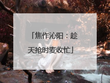 焦作沁阳：趁天抢时麦收忙