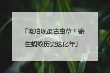 琥珀现最古虫草！寄生蚂蚁历史达亿年