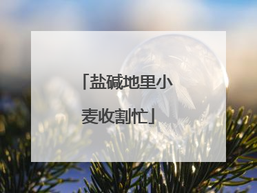 盐碱地里小麦收割忙