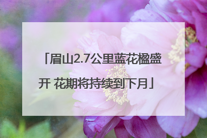 眉山2.7公里蓝花楹盛开 花期将持续到下月