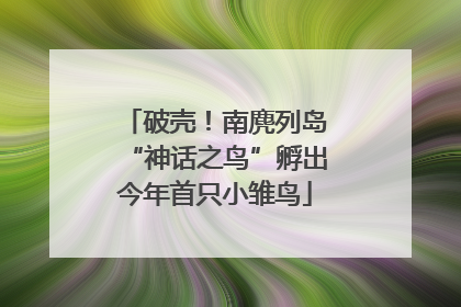破壳！南麂列岛“神话之鸟”孵出今年首只小雏鸟