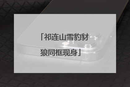 祁连山雪豹豺狼同框现身