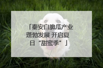 秦安白脆瓜产业蓬勃发展 开启夏日“甜蜜季”