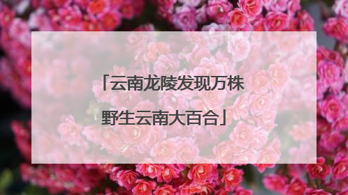 云南龙陵发现万株野生云南大百合