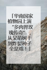 华南国家植物园上演“多肉界玫瑰传奇”，从呆萌树干到炸裂种子全是戏！