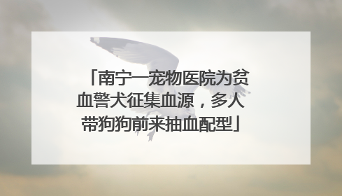 南宁一宠物医院为贫血警犬征集血源，多人带狗狗前来抽血配型