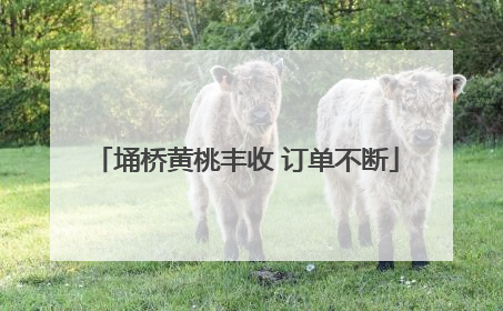 埇桥黄桃丰收 订单不断