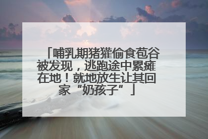 哺乳期猪獾偷食苞谷被发现，逃跑途中累瘫在地！就地放生让其回家“奶孩子”