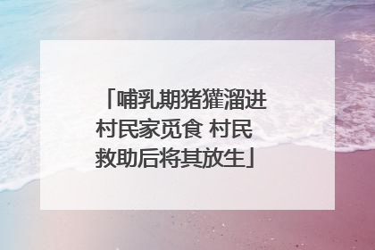哺乳期猪獾溜进村民家觅食 村民救助后将其放生