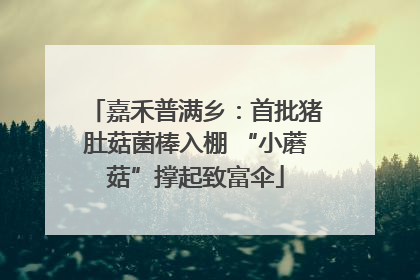 嘉禾普满乡：首批猪肚菇菌棒入棚 “小蘑菇”撑起致富伞