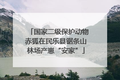 国家二级保护动物赤狐在民乐县锯条山林场产崽“安家”