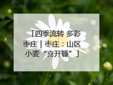 四季流转 多彩枣庄｜枣庄：山区小麦“喜开镰”