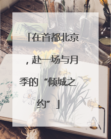 在首都北京，赴一场与月季的“倾城之约”