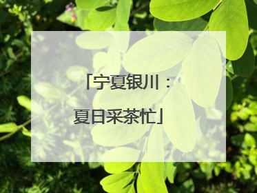 宁夏银川：夏日采茶忙