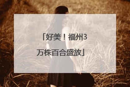 好美！福州3万株百合盛放