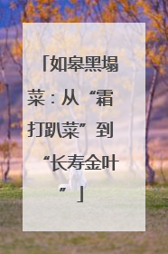 如皋黑塌菜：从“霜打趴菜”到“长寿金叶”
