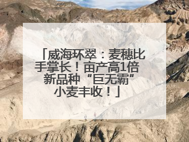威海环翠：麦穗比手掌长！亩产高1倍 新品种“巨无霸”小麦丰收！