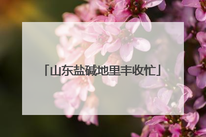 山东盐碱地里丰收忙