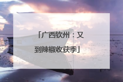 广西钦州：又到辣椒收获季