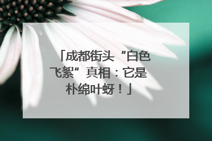 成都街头“白色飞絮”真相：它是朴绵叶蚜！