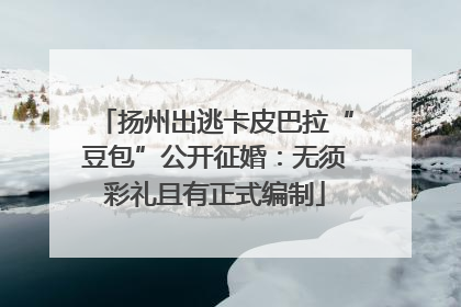 扬州出逃卡皮巴拉“豆包”公开征婚：无须彩礼且有正式编制