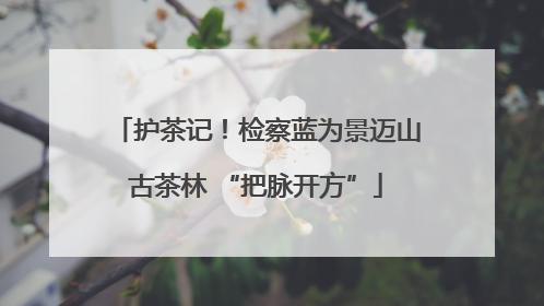 护茶记！检察蓝为景迈山古茶林 “把脉开方”