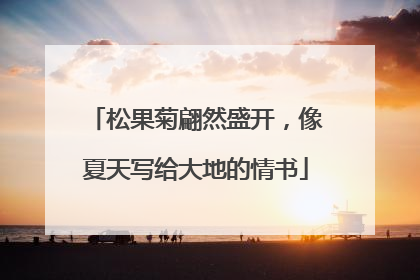 松果菊翩然盛开，像夏天写给大地的情书
