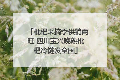 枇杷采摘季供销两旺 四川宝兴晚熟枇杷冷链发全国