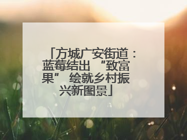 方城广安街道：蓝莓结出 “致富果” 绘就乡村振兴新图景