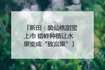 新田：脆仙桃甜蜜上市 错峰种植让水果变成“致富果”