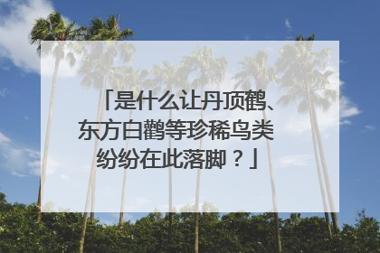 是什么让丹顶鹤、东方白鹳等珍稀鸟类纷纷在此落脚？