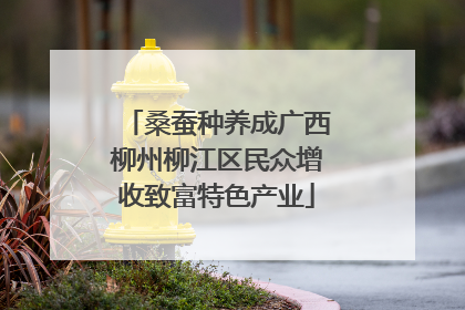 桑蚕种养成广西柳州柳江区民众增收致富特色产业