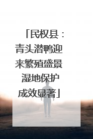 民权县：青头潜鸭迎来繁殖盛景 湿地保护成效显著