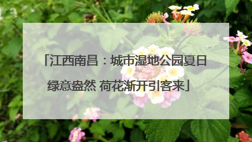 江西南昌：城市湿地公园夏日绿意盎然 荷花渐开引客来