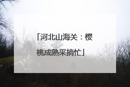 河北山海关：樱桃成熟采摘忙
