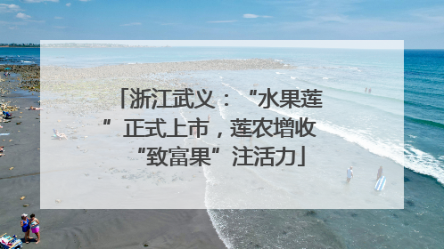 浙江武义：“水果莲”正式上市，莲农增收“致富果”注活力