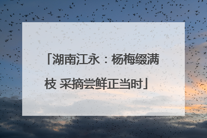 湖南江永：杨梅缀满枝 采摘尝鲜正当时