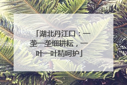 湖北丹江口：一垄一垄细耕耘，一叶一叶精呵护