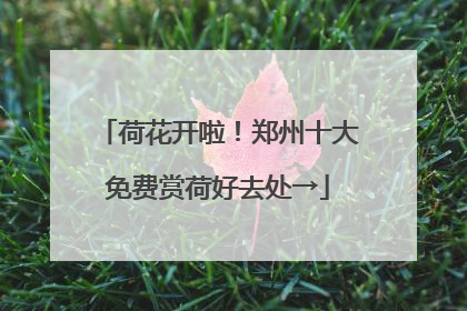 荷花开啦！郑州十大免费赏荷好去处→