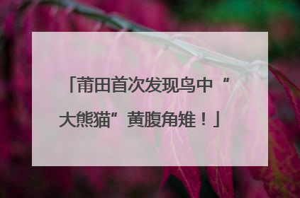 莆田首次发现鸟中“大熊猫”黄腹角雉！