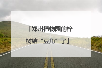 郑州植物园的梓树结“豆角”了