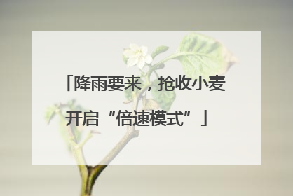 降雨要来，抢收小麦开启“倍速模式”